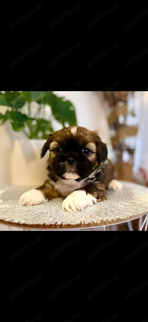Shih tzu   