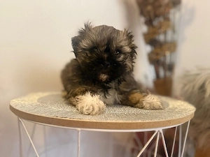 Shih tzu    