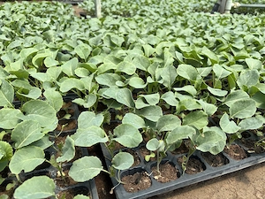 Rasad de varza de buzau, conopida, varza rosie, brocoli, praz