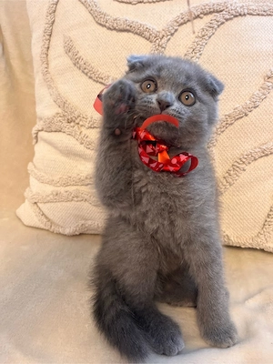 Pisicute British Shorthair