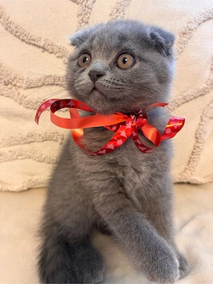 Pisicute British Shorthair - imagine 2