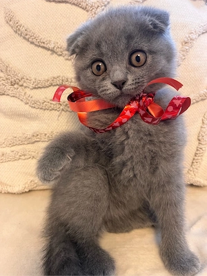 Pisicute British Shorthair - imagine 5