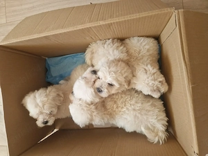 Bichon maltez deparazitați  - imagine 6