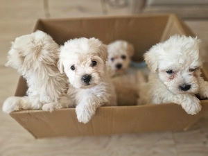 Bichon maltez deparazitați  - imagine 9