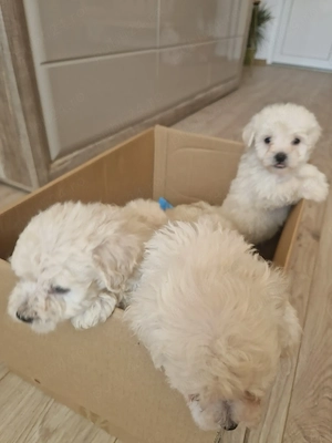 Bichon maltez deparazitați  - imagine 3