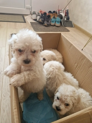 Bichon maltez deparazitați  - imagine 7