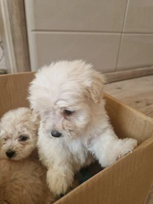 Bichon maltez deparazitați  - imagine 4