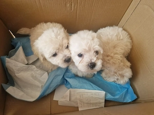 Bichon maltez deparazitați  - imagine 8