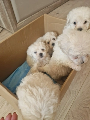 Bichon maltez deparazitați  - imagine 10