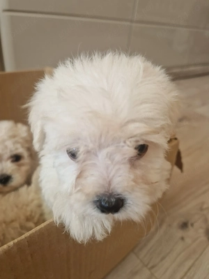 Bichon maltez deparazitați  - imagine 2