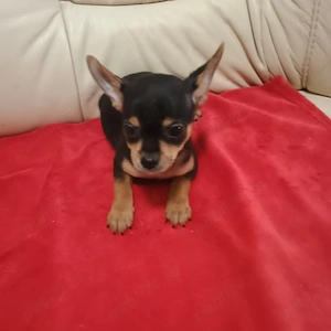 Pinscher Pitic Toy - imagine 2