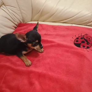 Pinscher Pitic Toy - imagine 3