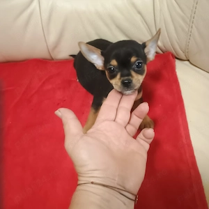 Pinscher Pitic Toy - imagine 4