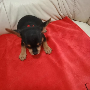 Pinscher Pitic Toy - imagine 5