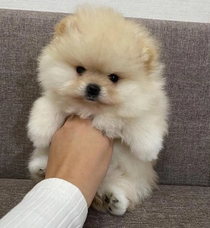 pui de pomeranian Catelusi - imagine 4