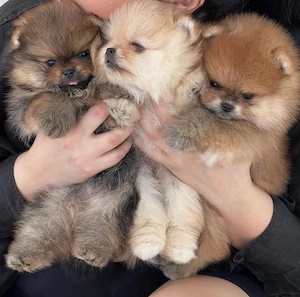 pui de pomeranian Catelusi - imagine 2