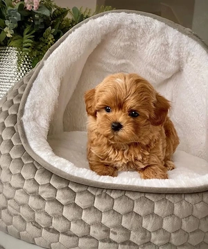 Mini catelusi Maltipoo - imagine 4