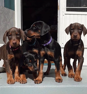 catelusi Doberman - imagine 2