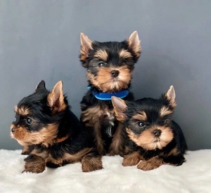 Mini catelusi Yorkshire Terrier - imagine 2