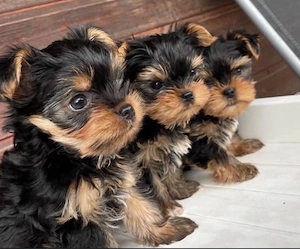 Mini catelusi Yorkshire Terrier