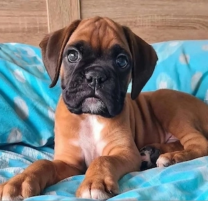 catelusi boxer - imagine 3