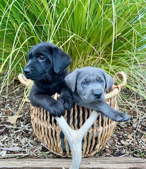catelusi labrador retriever - imagine 4