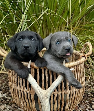 catelusi labrador retriever - imagine 5