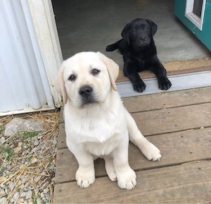 catelusi labrador retriever - imagine 3
