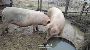 Vând porci, rasă de carne, preț negociabil.  - imagine 2