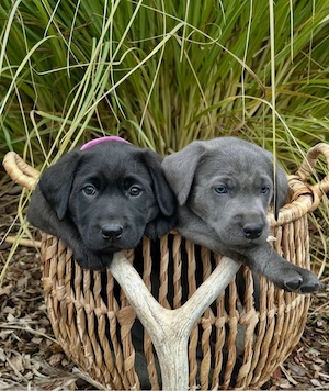 catelusi labrador retriever - imagine 2