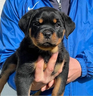 catelusi rottweiler - imagine 5