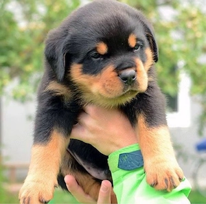 catelusi rottweiler - imagine 3