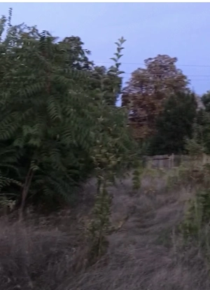Teren intravilan 1500 m2 pentru casă - imagine 3
