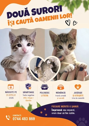 Două pisicuțe își caută familia   