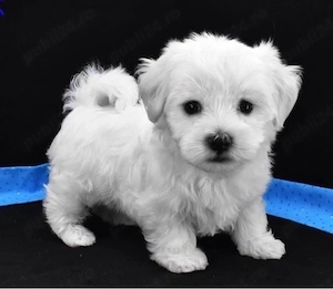 Mini catelusi maltezi maltese  - imagine 5