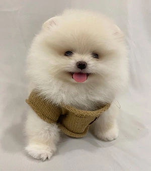 pui de pomeranian Catelusi - imagine 5