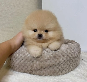 pui de pomeranian Catelusi - imagine 4