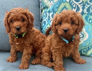 Mini catelusi Cavapoo - imagine 2