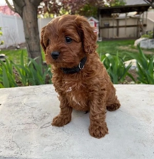 Mini catelusi Cavapoo - imagine 3