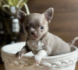 Mini catelusi Chihuahua - imagine 5