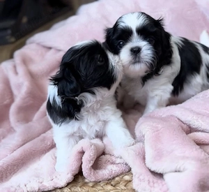 Mini catelusi Shih Tzu - imagine 3