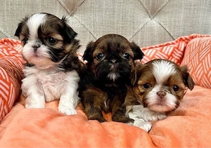 Mini catelusi Shih Tzu - imagine 4
