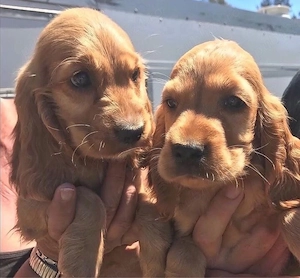 Cățeluși Cocker Spaniel  - imagine 3