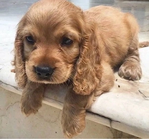 Cățeluși Cocker Spaniel  - imagine 4
