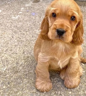 Cățeluși Cocker Spaniel  - imagine 5