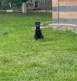 malinois femela deosebit - imagine 2