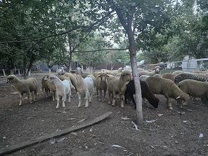De vanzare animale