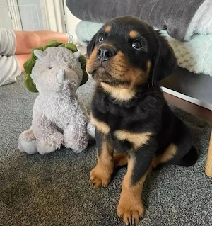 Catelusi rottweiler - imagine 4