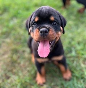Catelusi rottweiler - imagine 2