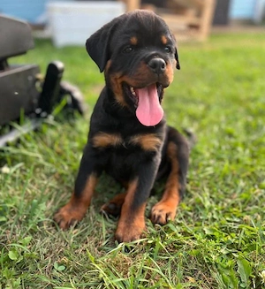 Catelusi rottweiler - imagine 5